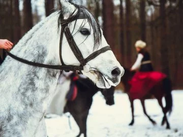 Sonhar com Cavalo