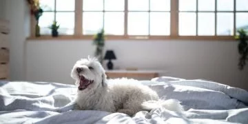 sonhar com cachorro branco