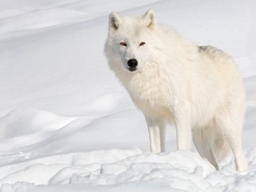 sonhar com lobo branco